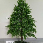 Cây thông noel thiết kế KT 200cm